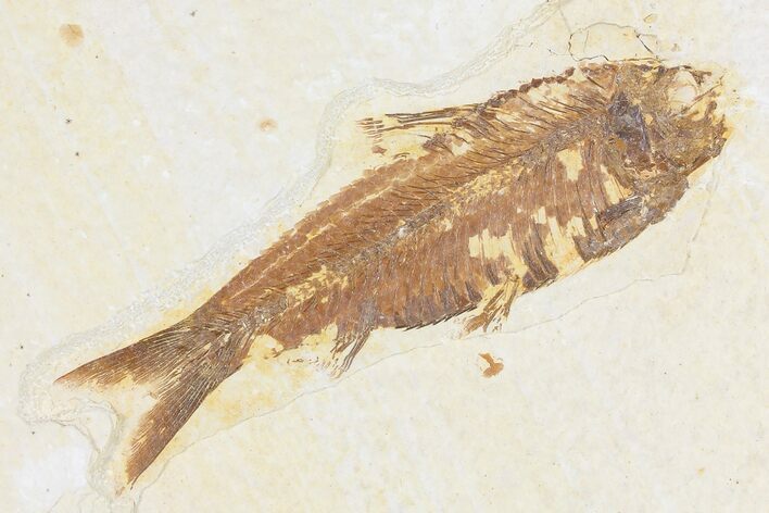 Bargain, Fossil Fish (Knightia) - Wyoming #109951